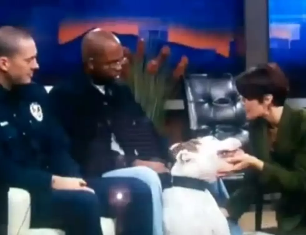 Dog Bites News Anchor On The Face During Live Show [Video]