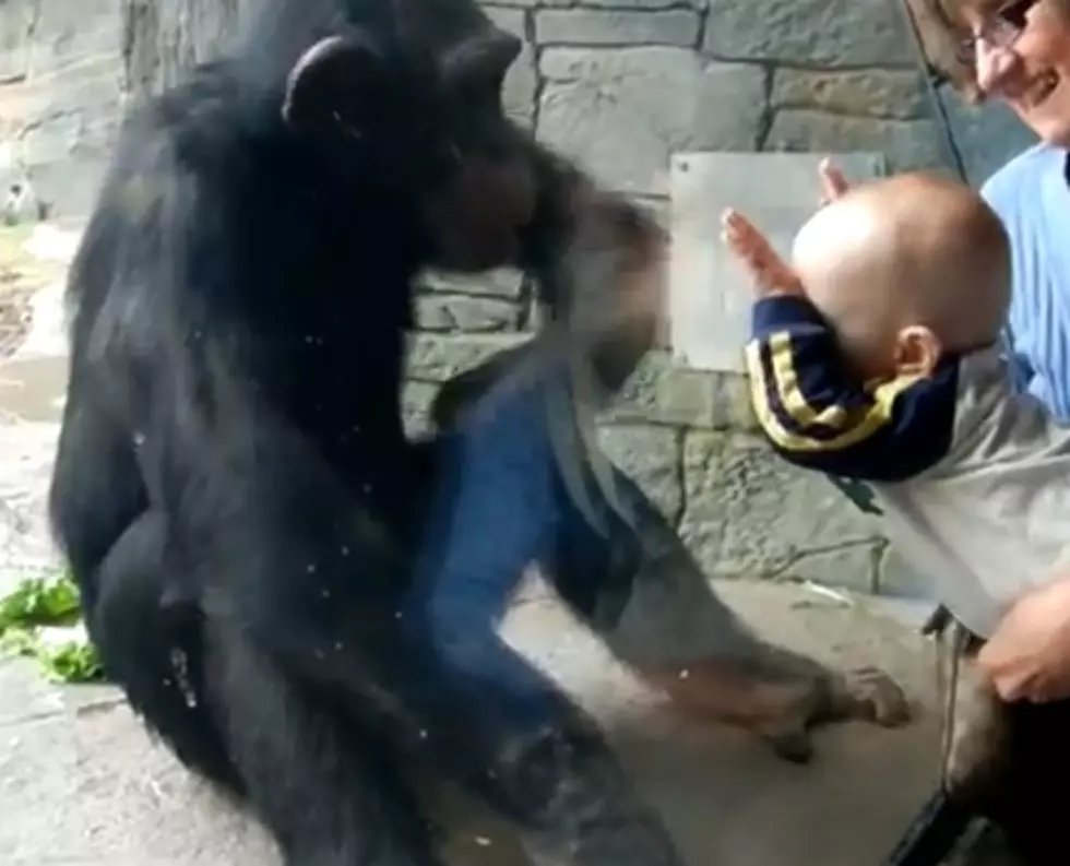 A Chimpanzee And A Baby Stare Down [Video]