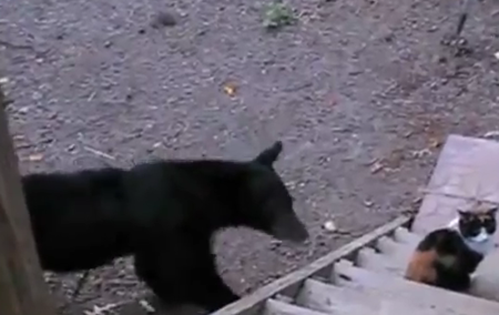Fearless Cat Shows Bear Who&#8217;s Boss [Video]