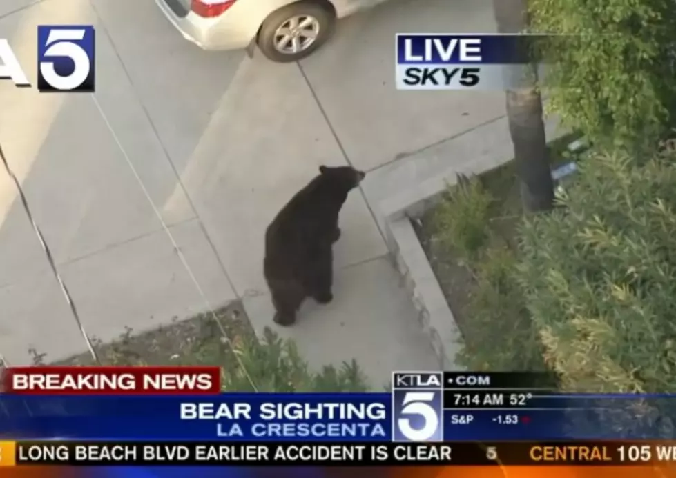 Texting Guy Almost Gets Attacked By A Black Bear [Video]