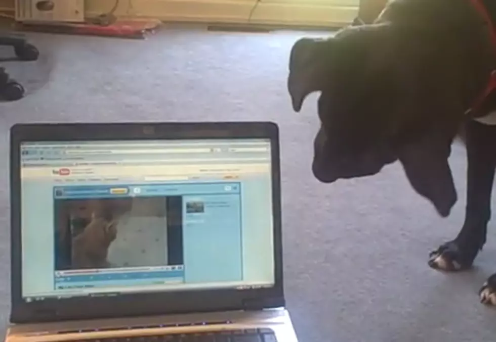 Confused Dog Watches Family Cat On YouTube &#8211; Confusion Sets In [Video]