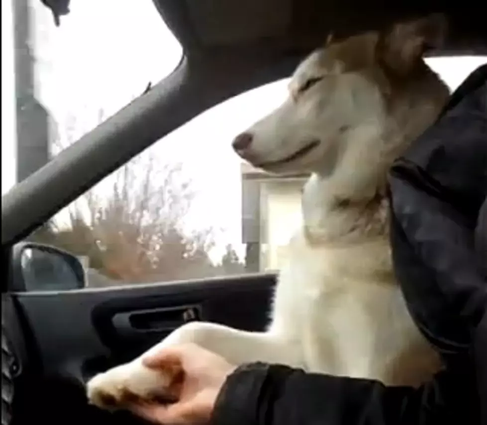 Spoiled Dog Must Hold Your Hand While Riding In Car [Video]