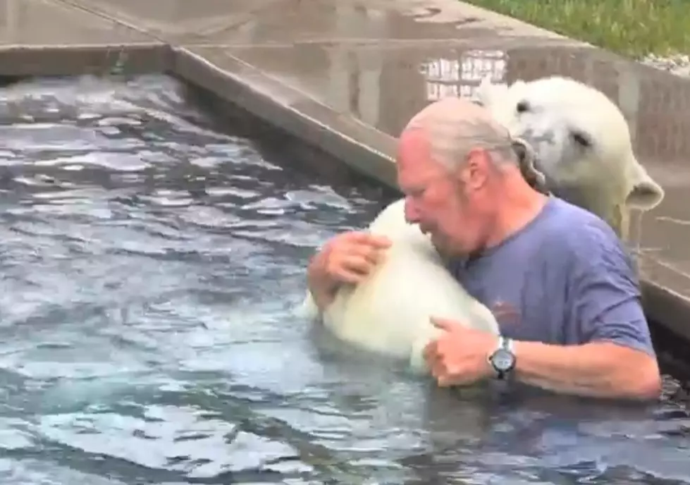 Man Swims And Plays With Polar Bear [Video]