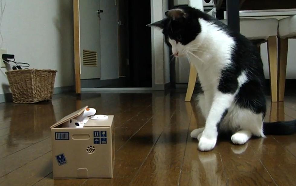 Cat Versus Cat-Bank [Video]