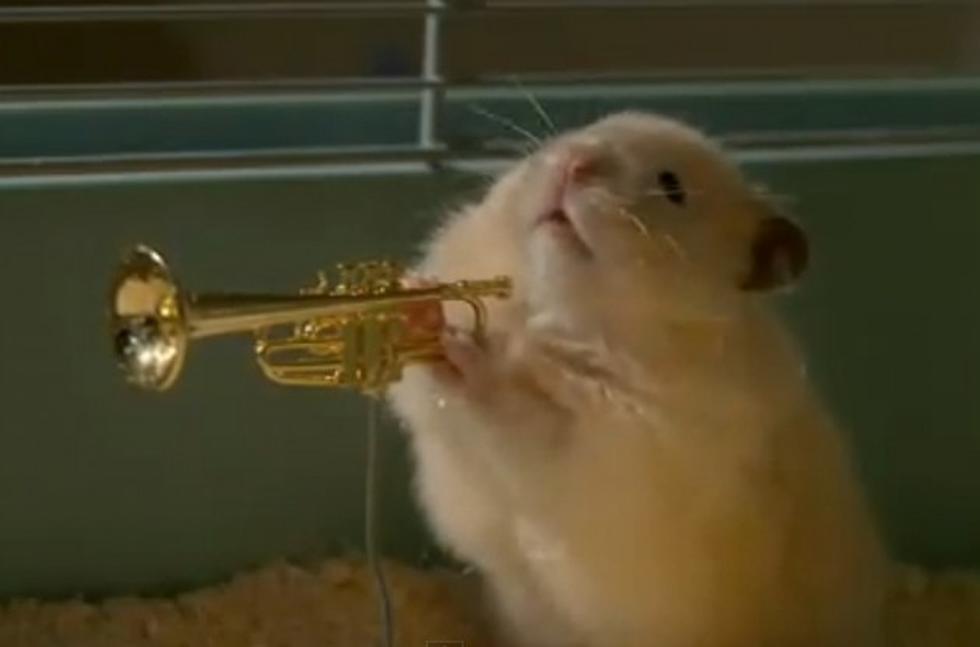 Introducing The Amazing Hamster Jazz Band [Video]