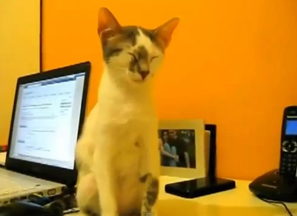 This Cat Just Wants To Take A Nap [Video]
