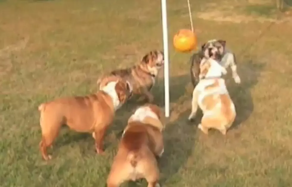 Bulldogs Playing A Round Of Tetherball [Video]