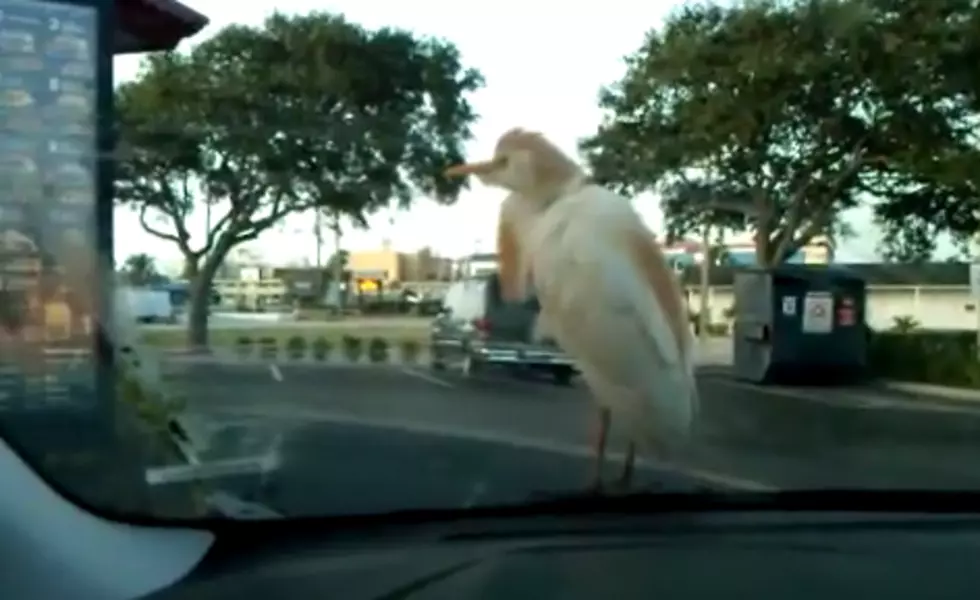 Bird Takes A Ride On This Guys Car Through The McDonald&#8217;s Drive-Thru [Video]