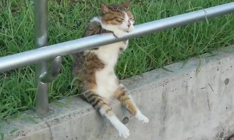 This Cool Cat Sits Just Like A Human [Video]