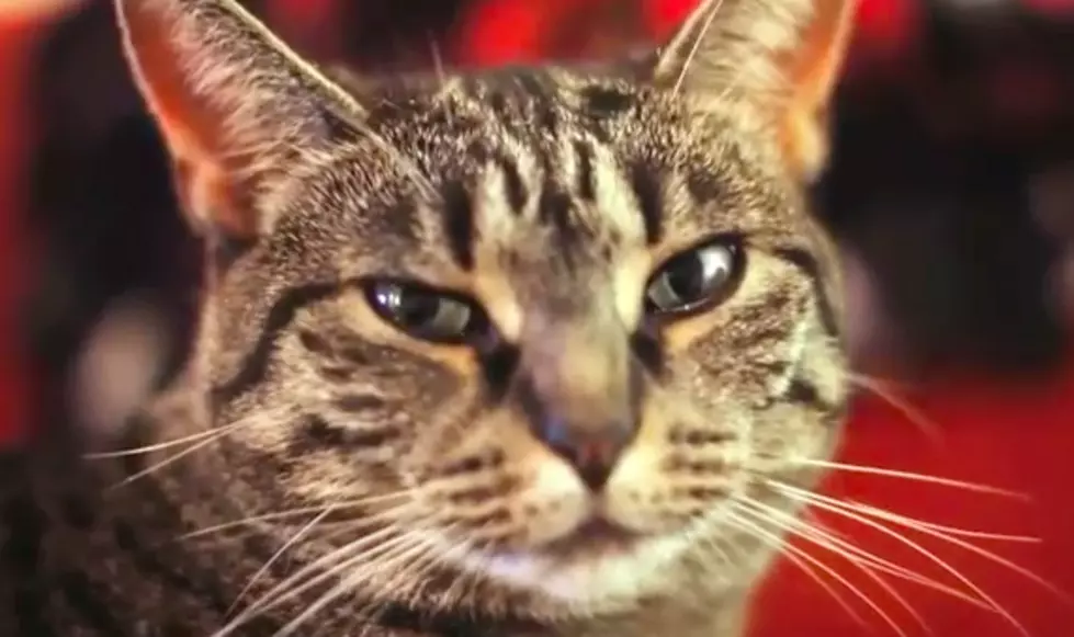 Girl Talk&#8217;s Cat Singing Along To Collective Soul [Video]