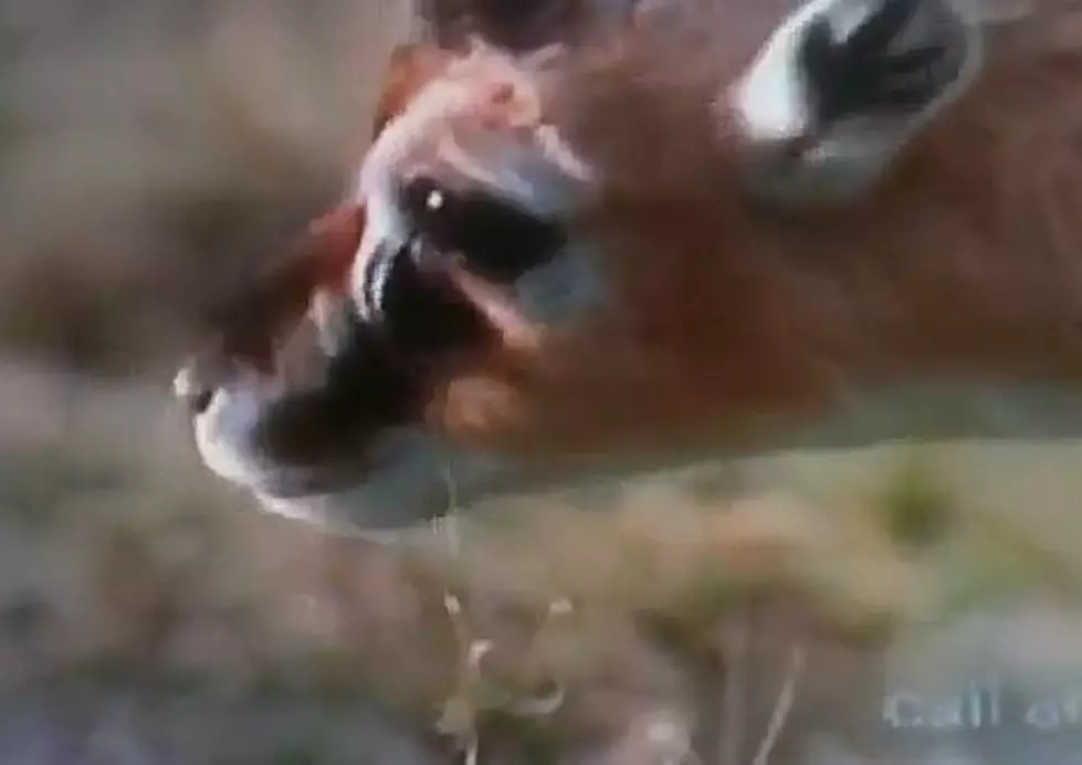 Why Does This Gazelle Have A Hole In It&#8217;s Face That Eats Things??? &#8211; [Video]