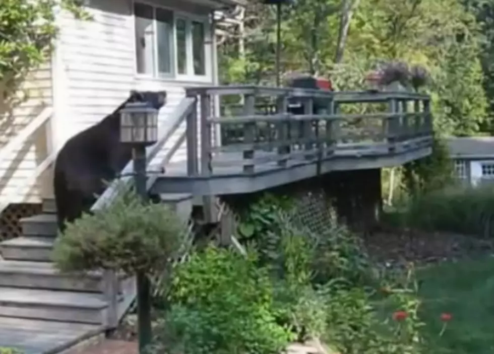 This Is How You Get A Big Bear Off Of Your Back Deck [Video]