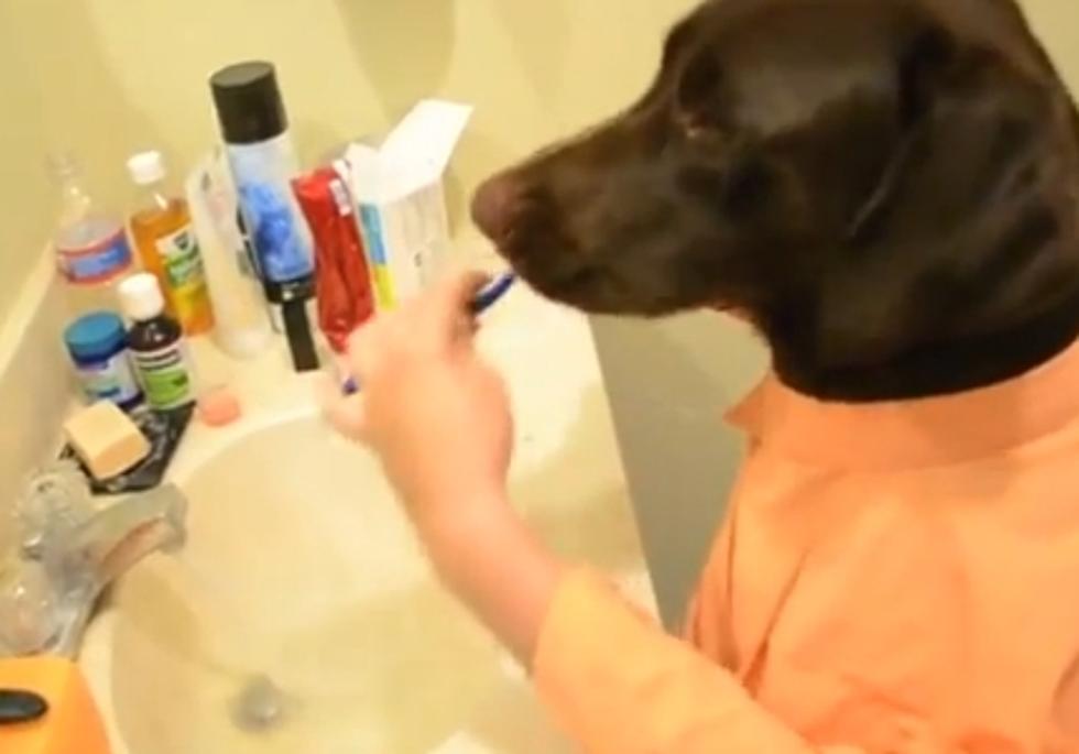 A Dog Just Getting Ready For The Day [Video]