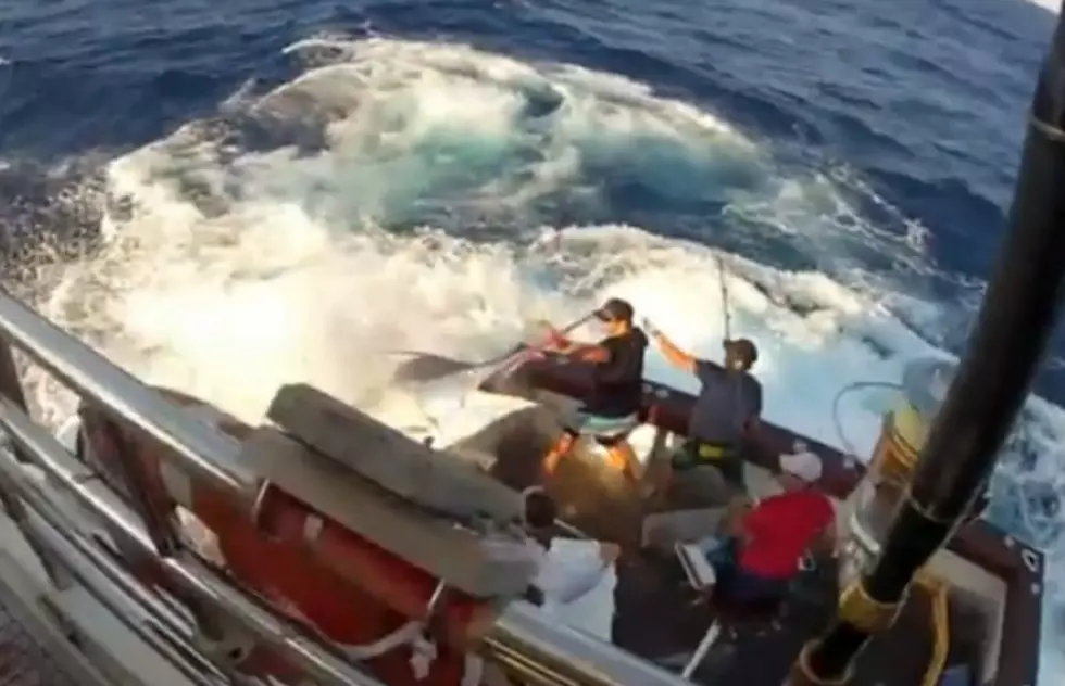 600-Pound Giant Black Marlin Terrorizes Boat [Video]
