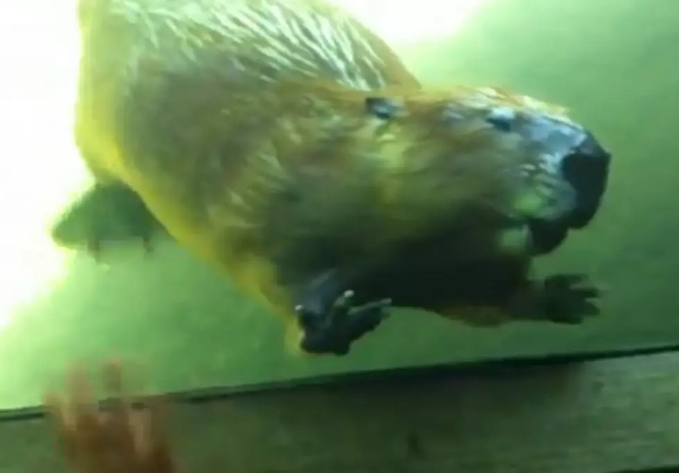 This Beaver Waves Back To A Kid At The Oregon Zoo [Video]