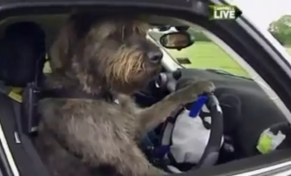 New Zealand Is Teaching Dogs How To Drive &#8211; No Really [Video]