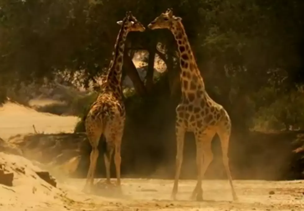 Giraffe Fight Caught On Film [Video]