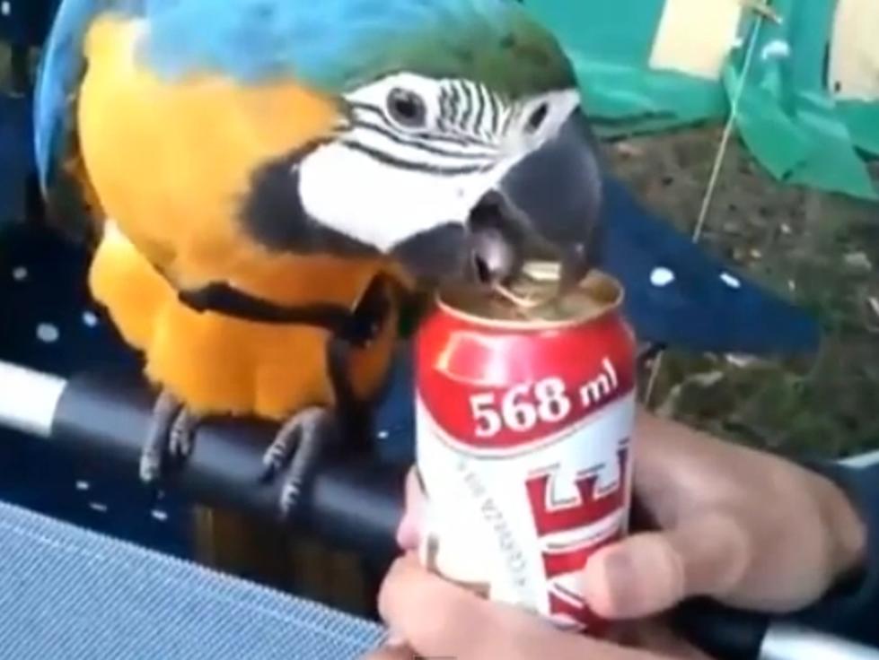 Talented Parrot Opens A Can Of Beer [Video]