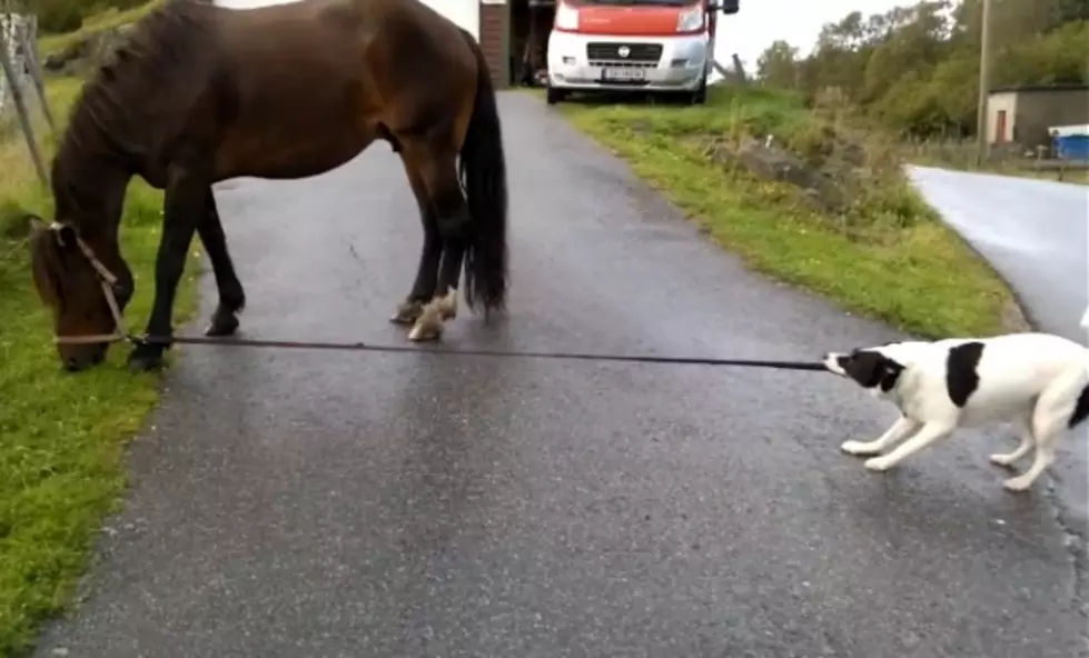 This Dog Walks A Horse [Video]