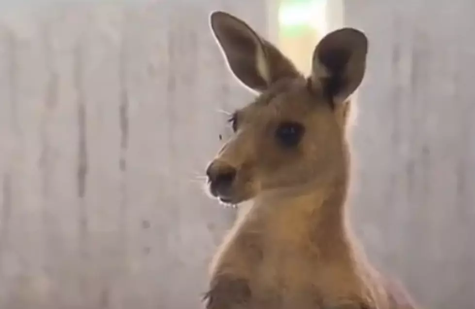 Australian Police Chase Involving A Kangaroo [Video]