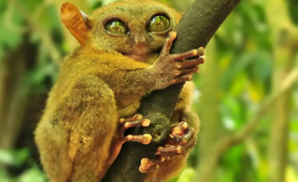 Strange And True Facts About The Tarsier [Video]