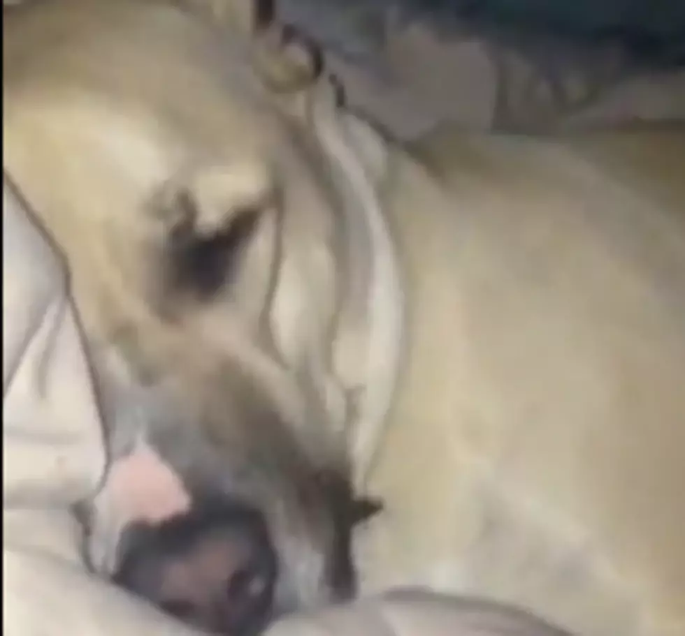 Labrador Hilarious Snore Sounds Like Daffy Duck [Video]