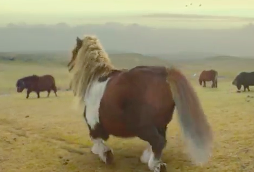Check Out This Moonwalking Shetland Pony [Video]