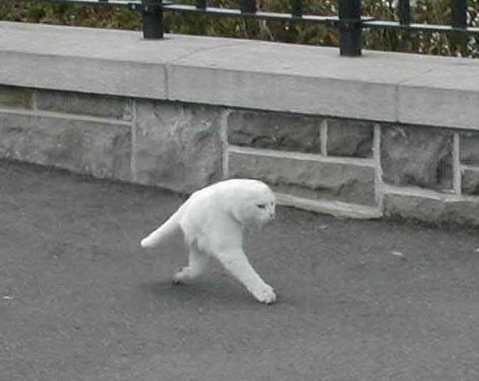 Google Street View Catches Evidence Of A Mythical Creature – Meet Half Cat!