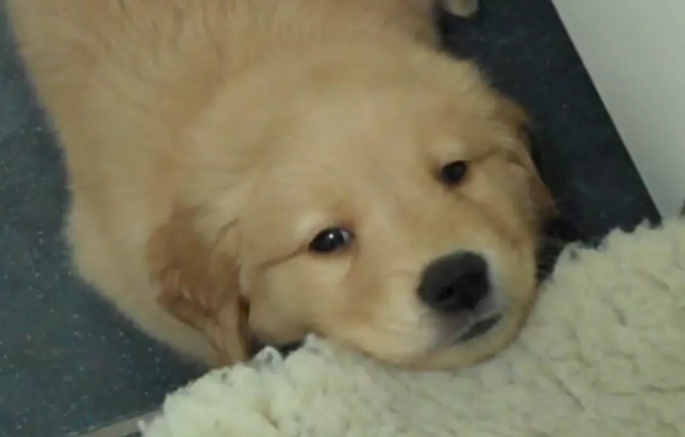 Golden Retriever Puppy Has A Mad Case Of The Hiccups [Video]