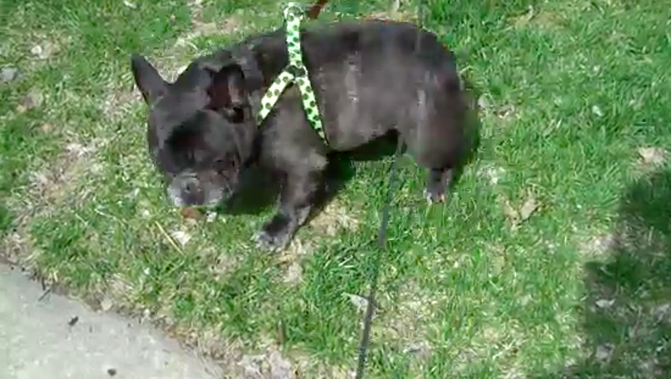 This French Bulldog Is Afraid Of His Own Farts [Video]