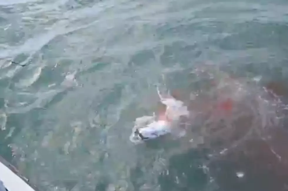Man Reels In Trophy Fish, Only To Have It Ripped To Pieces By Sharks [Video]