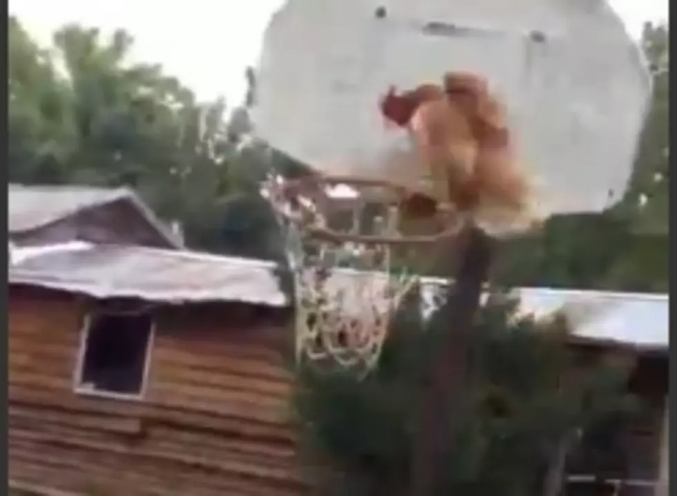 Is Chicken Basketball A New Sport? This Kid Thinks So&#8230; [Video]