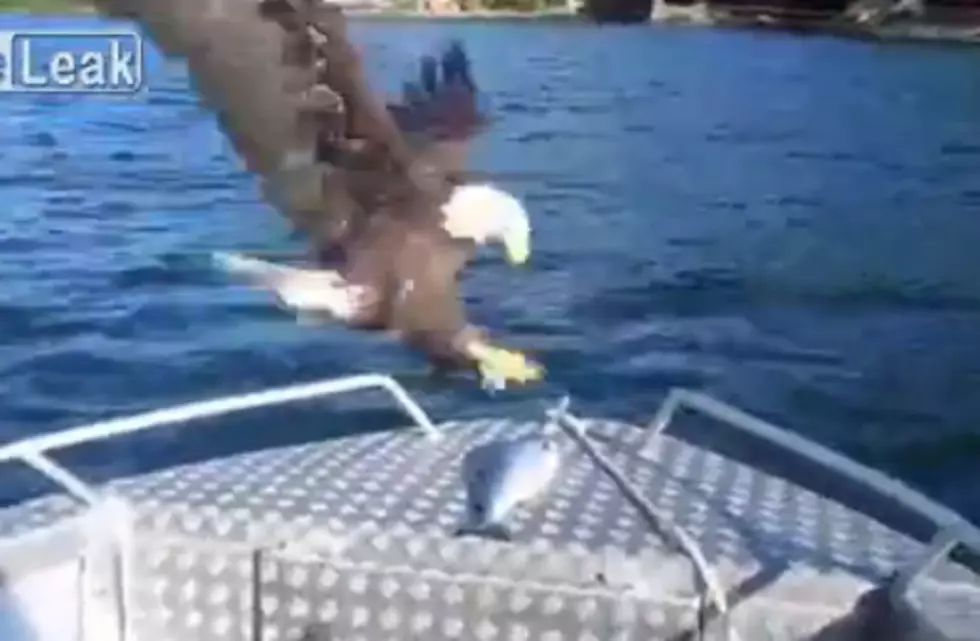 An Interesting Way To Feed An Eagle [Video]