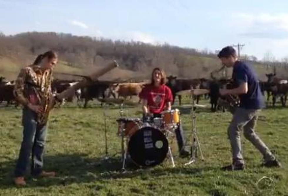 Band Plays In A Field Of Cows, Whose Reactions Are Priceless [Video]
