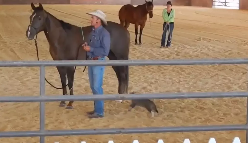 Watch As This Brave Cat Attempts To Attack A Horse [Video]