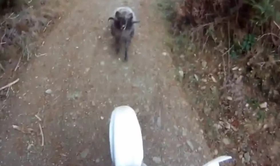 This Mean Ram Shows His Inner Gandalf By Not Letting Biker Pass [Video]