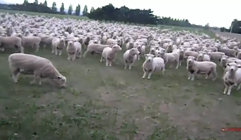 Sheep Are Proven To Be Great Protesters [Video]