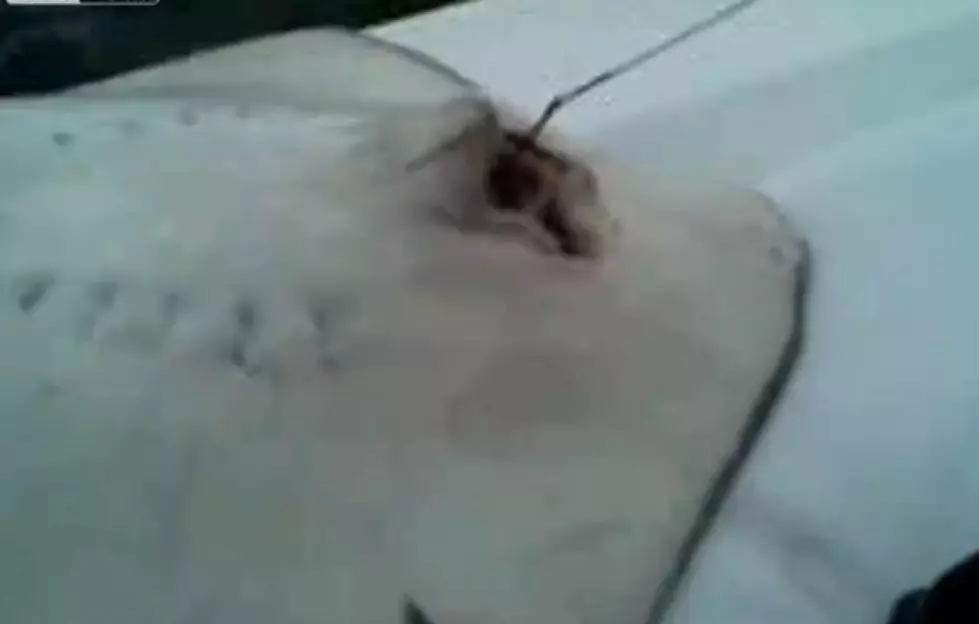Fishermen Catch A Pregnant Stingray That Gives Birth On The Boat [NSFW Video]