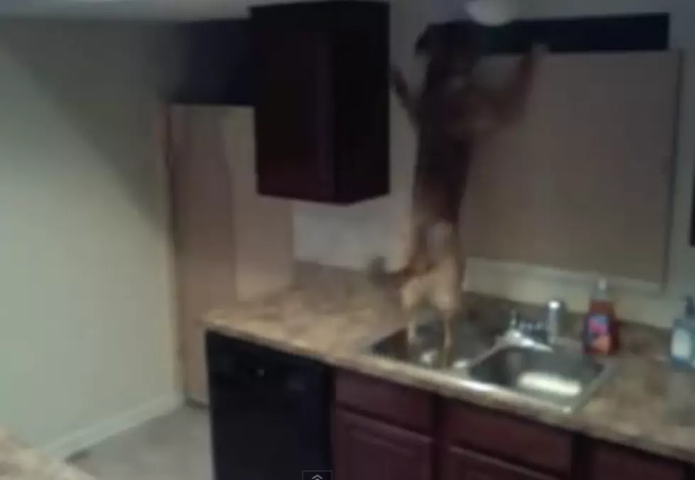 Dog&#8217;s Incredible House Escape Has Owner And Us Mindblown [VIDEO]