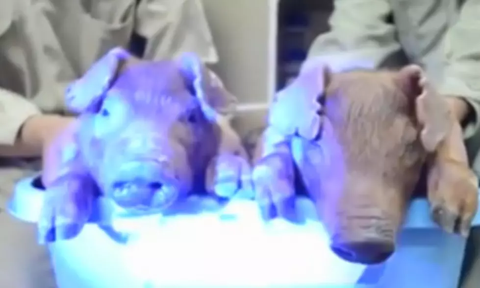 Scientists In China Have Created Glow-In-The-Dark Pigs [Video]