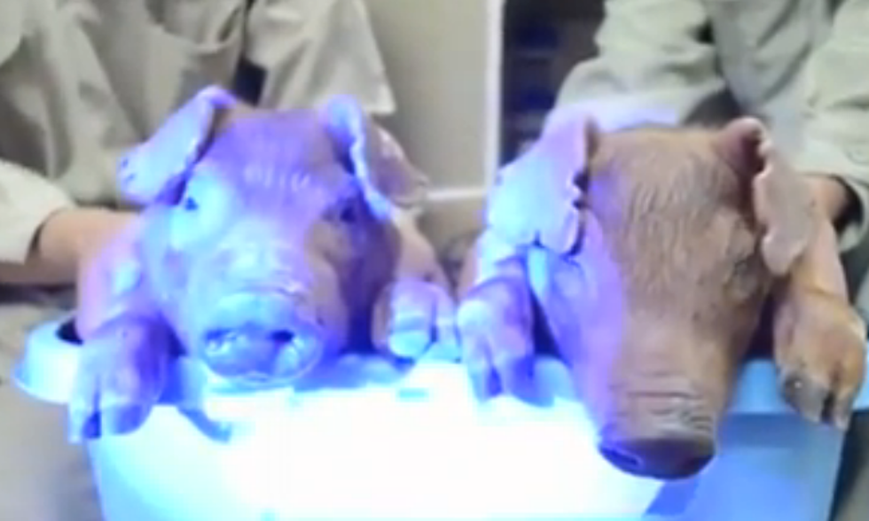 Scientists In China Have Created Glow-In-The-Dark Pigs [Video]