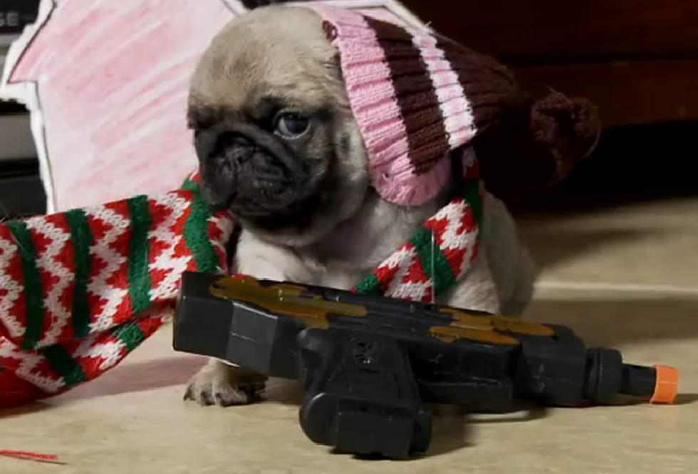 &#8216;Home Alone&#8217; Reenacted By Puppies [Video]