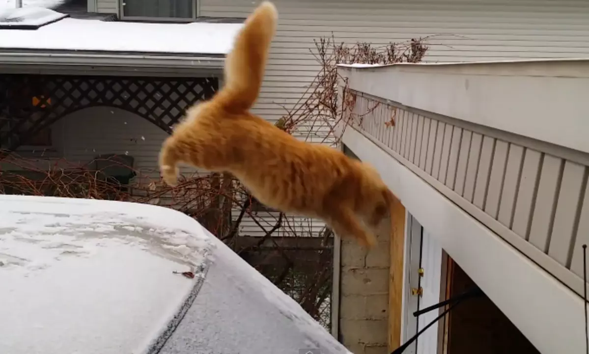 Waffles The Cat Tries To Jump Onto A Ledge, Owner Helps By Filming It ...