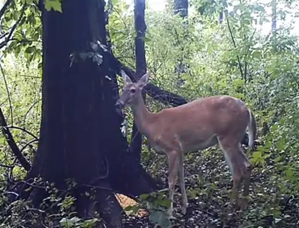 This Deer Would Totally Beat You In A Fart Contest [Video]