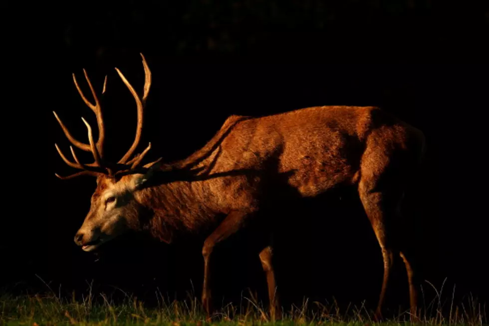 Louisiana Hunter Becomes The Hunted When Wounded Deer Attacks