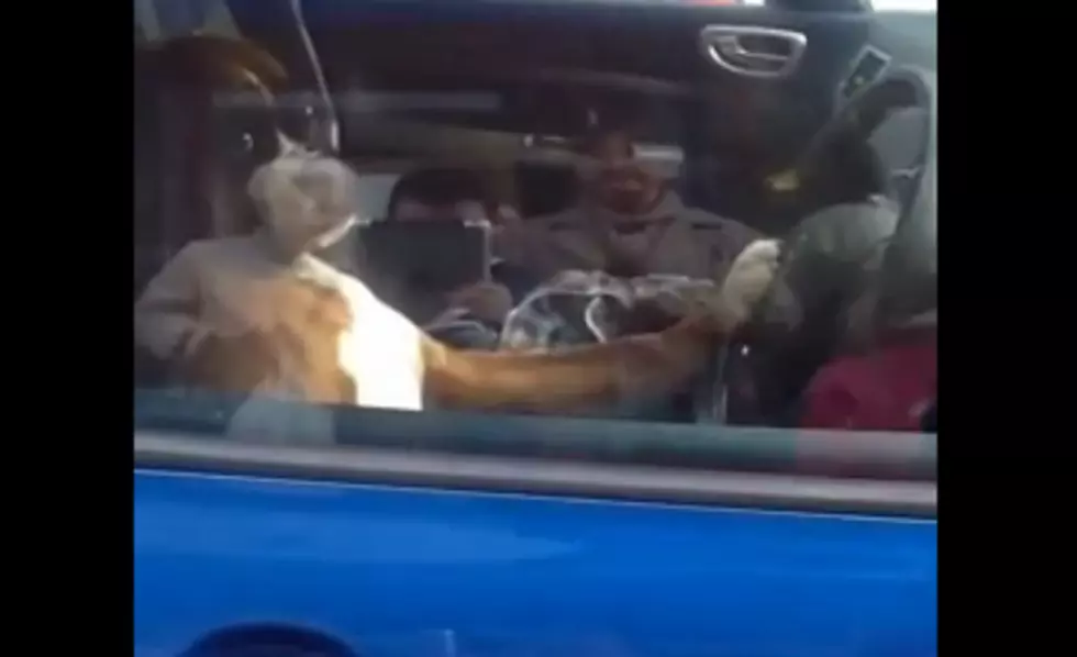 This Dog Honking A Car Horn Gets Funnier The More You Watch It [Video]