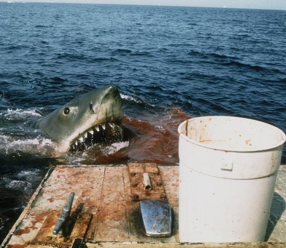 Huge Shark Circling The Gulf