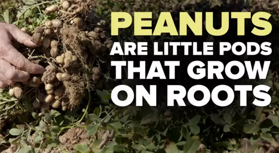11 Foods You Didn&#8217;t Know Grew Like That [Video]