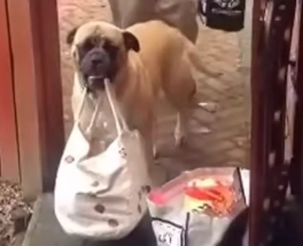 Dog Earns Her Keep By Carrying Groceries For Owner [Video]