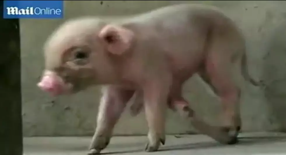 Amazing Piglet Has 6 Legs &#038; 8 Feet [Video]